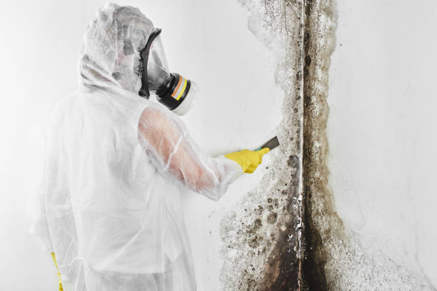 Professional Mold Removal in Timber Pines, FL