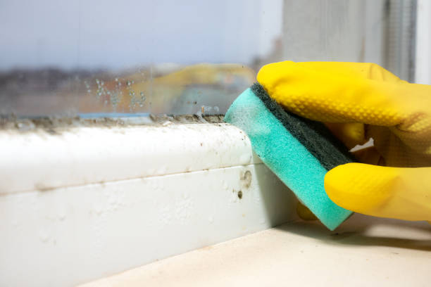 Best Office Mold Removal Services  in Timber Pines, FL