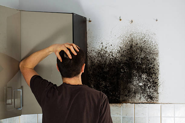 Best Residential Mold Removal  in Timber Pines, FL