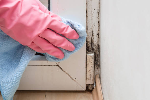 Best Mold Cleaning Services  in Timber Pines, FL